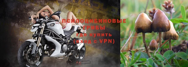 прущие грибы Бронницы
